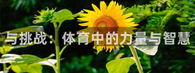 三亿体育登录：与挑战：体育中的力量与智慧